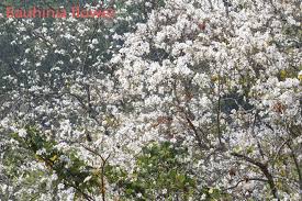 Blossoms brings chirping birds, delightful fragrance and feeling of rejoice. Five Flower Trees Of India At A Glance Cityflowersindia
