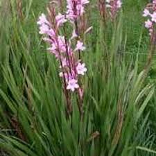 Image result for Watsonia borbonica