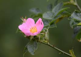 Image result for Rosaceae