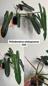 Image result for Cissus petiolata