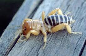 Jerusalem crickets, also called potato bugs, are large insects native to western north neither a cricket nor a true bug, the jerusalem cricket belongs to the stenopelmatus family, and is. Jerusalem Cricket Bugwoodwiki