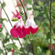 My hot lips leaves have gone from a green to a dark. Salvia Hot Lips Hot Lips Sage High Country Gardens