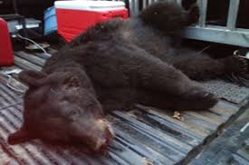 Founded in 1916, the virginia department of game and inland fisheries (dgif) is responsible for the management of inland fisheries, wildlife, and recreational boating inland fish, boating and related outdoor recreation and to work diligently to safeguard the rights of the people to hunt, fish and harvest. Virginia Department Of Game And Inland Fisheries Releases Deer Turkey Bear Hunting Numbers Outdoornews