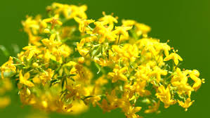 Plant any of these perennials and. Easy Care Fall Plants For Your Garden Sunset Magazine