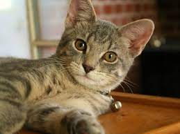 What To Do When Your Cat S Pupil Sizes Are Unequal