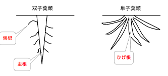 中1 中2生物 根 茎 葉のつくり 中学理科 ポイントまとめと整理
