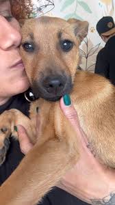 Brownie Blondie Foundation by Marjorie Andino