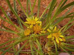 Image result for Geigeria filifolia
