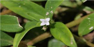 Image result for Oldenlandia geophila