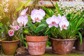 Check spelling or type a new query. How To Grow And Care For Orchids Gardener S Path
