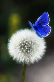 Koleksi wallpaper hp layar pecah bisa menambah koleksi gambar untuk komputer kalian. 550 Ide Bunga Dandelion Di 2021 Dandelion Bunga Bunga Liar