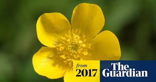 Image result for Buttercup Yellow 1977 Kelvinator