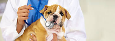 Are all those puppy vaccinations really necessary? Puppy Vaccinations When To Get Them And Why Petsmart
