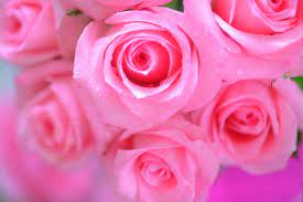 Check spelling or type a new query. Pink Flowers Beautiful Pink Rose Flowers Wallpapers All Flowers Send Flowers Pink Flowers Wallpaper Rose Flower Wallpaper Pink Rose Pictures