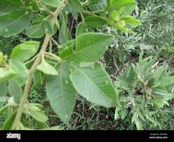 Image result for Searsia pyroides