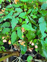 Image result for Begonia sutherlandii