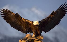 Birds That Look Like Bald Eagles Hd Eagles Wallpapers And Photos Eagle Pictures Bald Eagle Eagle Wallpaper