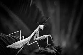 Black And White Insect Photos Praying Mantis Black And White Photography Insect Photography Black And White Photography White Praying Mantis