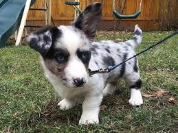 This corgi breeder is located on a small family farm where they raise a minimal number of puppies with love and attention. Winslow The Cardigan Welsh Corgi Pembroke Welsh Corgi Cardigan Welsh Corgi Cardigan Corgi Puppies