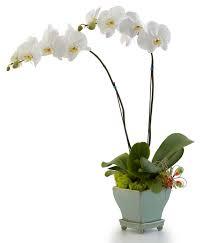 Opulent Orchids Double At From You Flowers