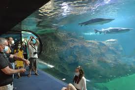 Nous avons pris le temps de le découvrir cette endroit merveilleux dans les moindres recoins et avons passé un super moment. L Aquarium De La Rochelle Reussit A Garder Le Cap Malgre La Tempete Covid Actu La Rochelle