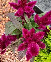 Image result for Celosia argentea