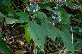 Image result for Dichaetanthera corymbosa