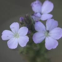 Image result for Buchnera hispida