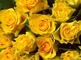 Yellow Rose Wallpapers Top Free Yellow Rose Backgrounds Wallpaperaccess Free download yellow roses wallpaper hd. yellow rose wallpapers top free
