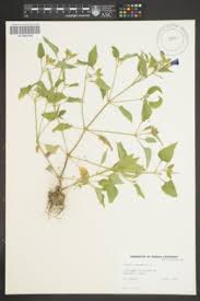 Image result for Stemodiopsis buchananii