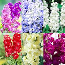 Image result for Matthiola