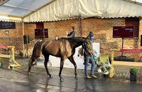 Ireland's premier bloodstock sales company since 1866. Goffs Uk December P2p Sale World Record Priced Equalled By Classic Getaway