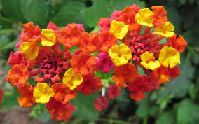 File Lantana Flowers Jpg Wikimedia Commons Lantana Flower Lantana Types Of Oranges