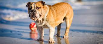 The set appears in both animal crossing: 20 Most Expensive Pets For 20 Million Saturday Superdraw Oz Lotteries