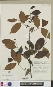 Image result for Carpolobia