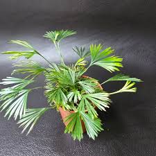 Image result for Actiniopteris radiata