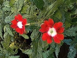 Crossandras are excellent for mixed containers and in the garden for bright color in shaded areas where they often flower until frost. Red Crossandra Flowers Crossandra Infundibuliformis Also Known As Marmalade Or The Firecracker Flower Firecracker Flower Produces Clusters Of Fragrant Moth Shaped Flowers Stock Photo Picture And Royalty Free Image Image 84629559