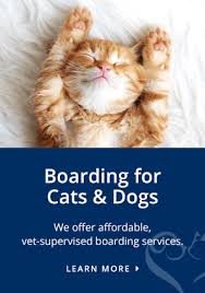 Basically, the cat's immune system attacks itself. Symptoms Of Kidney Failure In Cats Charlotte Vet