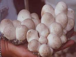 We did not find results for: Keenakan Cendawan Yang Boleh Dimakan Myrokan