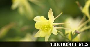 Perennial means that the same plant keeps coming back year after year. Eight Great Plants And Flowers For The May Garden