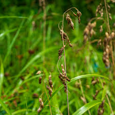 Image result for Anthoxanthum nivale