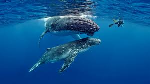 Tonga is a naturally beautiful country with white sand beaches, clear waters, and swaying coconut palms. Up Close With Humpback Whales In Tonga Seal Superyachts