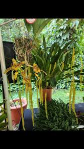 Image result for Disperis dicerochila