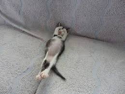 Kedi Uykusu 643931 Uludag Sozluk Galeri
