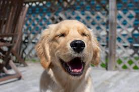 The Feeling You Get When You Lose Your Last Baby Tooth Maisie 5 Months Old Cute Dog Pictures Dogs Golden Retriever Animal Humor Dog