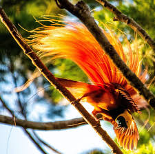 Raggiana Bird Of Paradise Papua New Guinea Pin On Nature Birds 1
