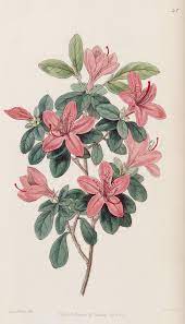 V 32 1846 Edwards S Botanical Register Biodiversity Heritage Library Botanical Illustration Azaleas Illustration