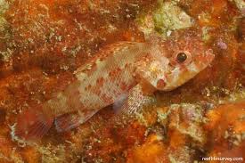 Image result for Xyris capnoides