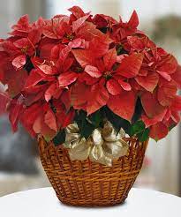 Poinsettia Plant In 2020 Poinsettia Plant Christmas Flowers Popular Holiday Gifts