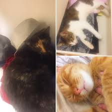 34 Begenme 1 Yorum Instagram Da Baris Duzgoren Barisduzgoren Evde Kedi Ariyorum Yine Biri Cekmeden Cikar Digeri De Sapkala Cats Animals Best Friends